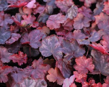 Dlužicha 'Fire Chief'