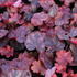 Heuchera hybrida 'Fire Chief'.JPG