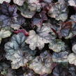 Dlužicha 'Glitter' - Heuchera hybrida ‘Glitter’