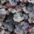 Dlužicha 'Glitter' - Heuchera hybrida ‘Glitter’