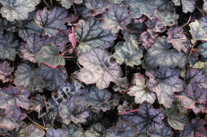 Dlužicha 'Glitter' - Heuchera hybrida ‘Glitter’