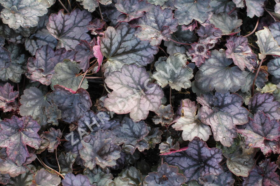 Dlužicha 'Glitter' - Heuchera hybrida ‘Glitter’