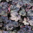 Dlužicha 'Glitter' - Heuchera hybrida ‘Glitter’