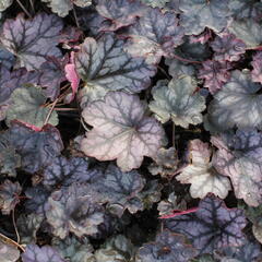 Dlužicha 'Glitter' - Heuchera hybrida ‘Glitter’