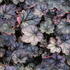 Heuchera hybrida ‘Glitter’.JPG
