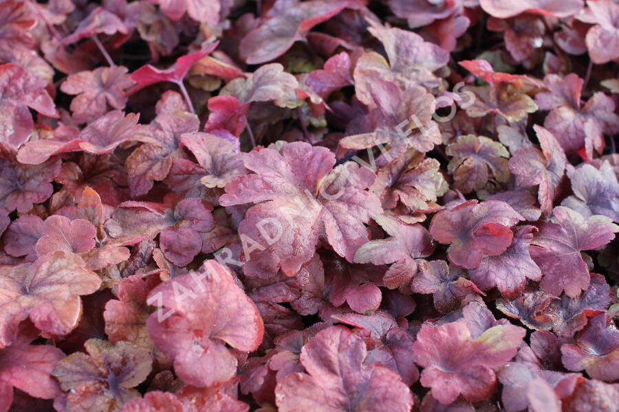 Dlužela 'Buttered Rum' - Heucherella hybrida 'Buttered Rum'