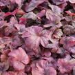 Dlužela 'Buttered Rum' - Heucherella hybrida 'Buttered Rum'