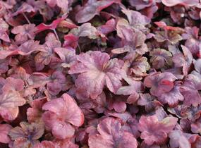 Dlužela 'Buttered Rum' - Heucherella hybrida 'Buttered Rum'