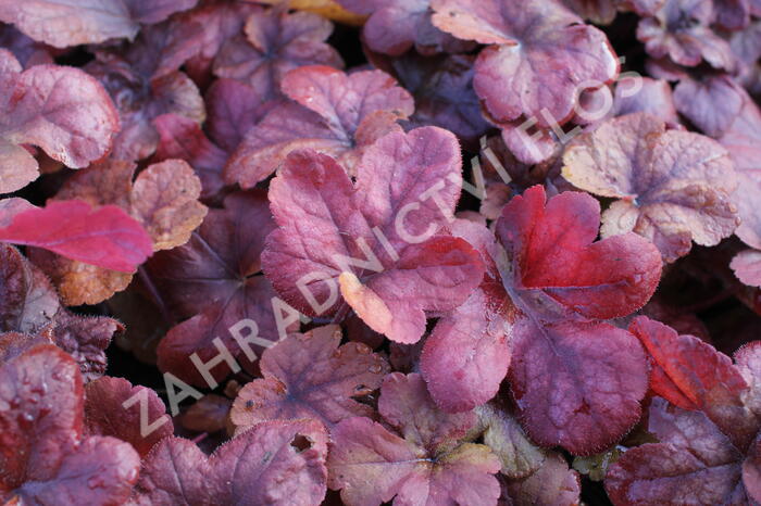 Dlužela 'Buttered Rum' - Heucherella hybrida 'Buttered Rum'