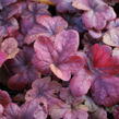 Dlužela 'Buttered Rum' - Heucherella hybrida 'Buttered Rum'