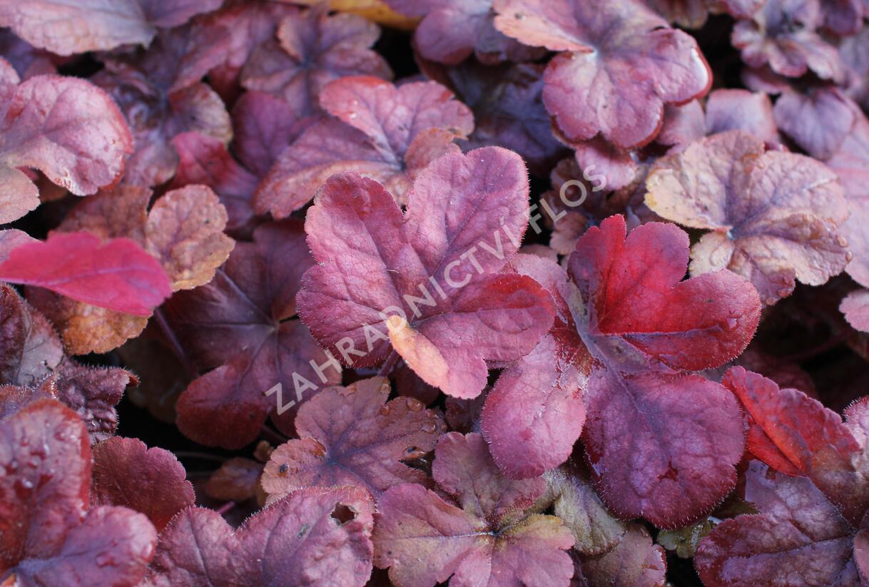Dlužela 'Buttered Rum' - Heucherella hybrida 'Buttered Rum'