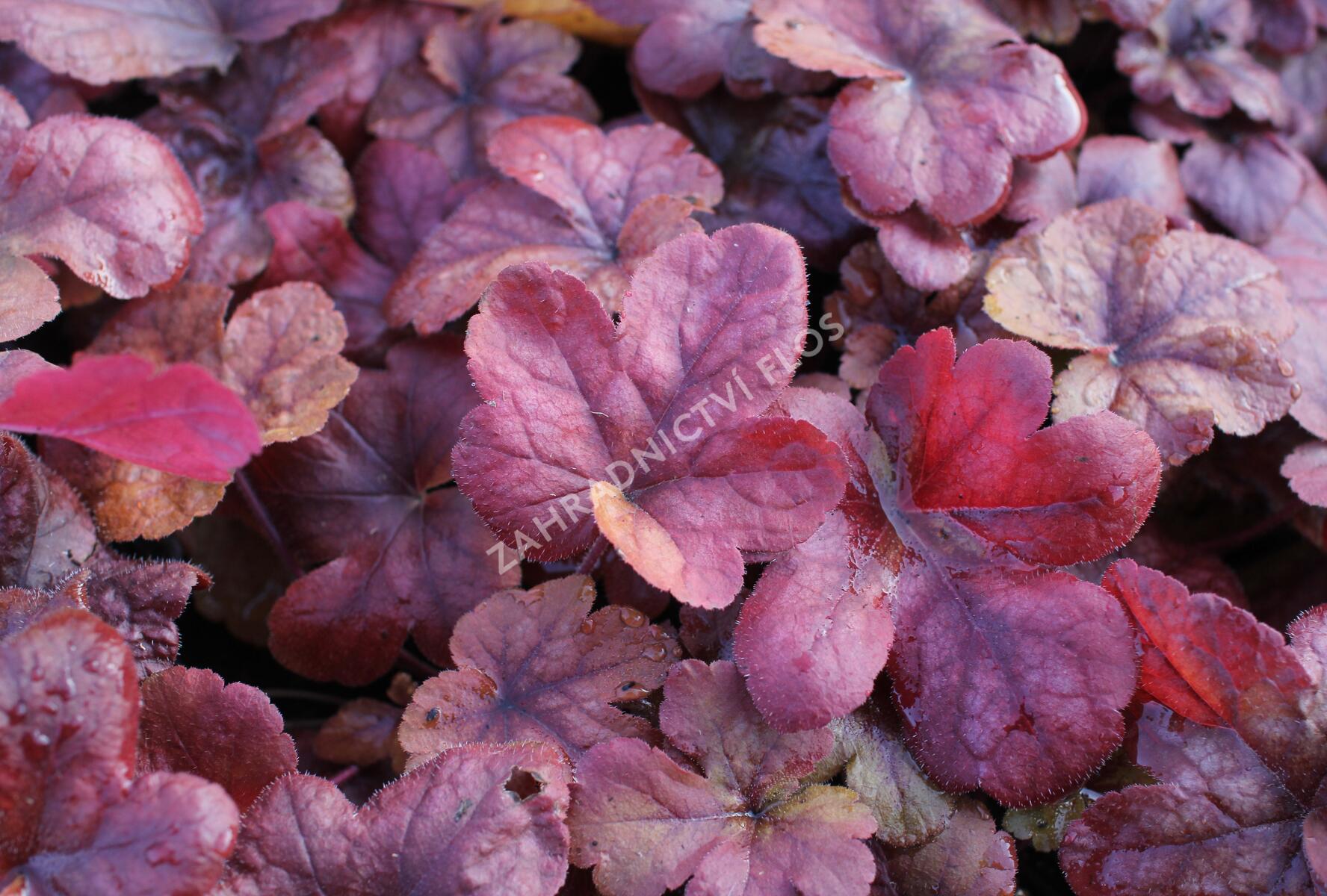 Dlužela 'Buttered Rum' - Heucherella hybrida 'Buttered Rum ...