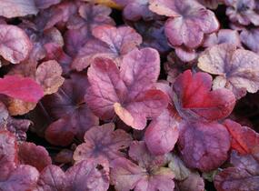 Dlužela 'Buttered Rum' - Heucherella hybrida 'Buttered Rum'