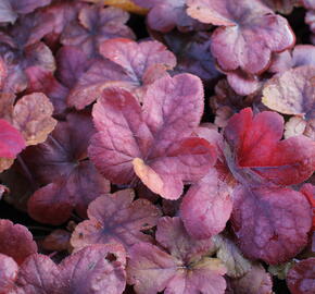 Dlužela 'Buttered Rum' - Heucherella hybrida 'Buttered Rum'