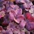 Heucherella hybrida 'Buttered Rum'.JPG