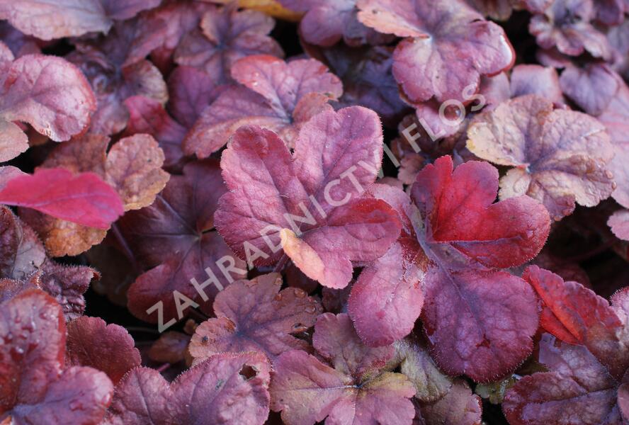 Dlužela 'Buttered Rum' - Heucherella hybrida 'Buttered Rum'