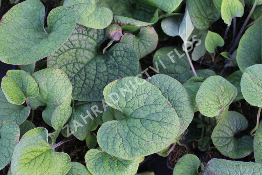 Pomněnkovec velkolistý - Brunnera macrophylla