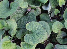 Pomněnkovec velkolistý - Brunnera macrophylla