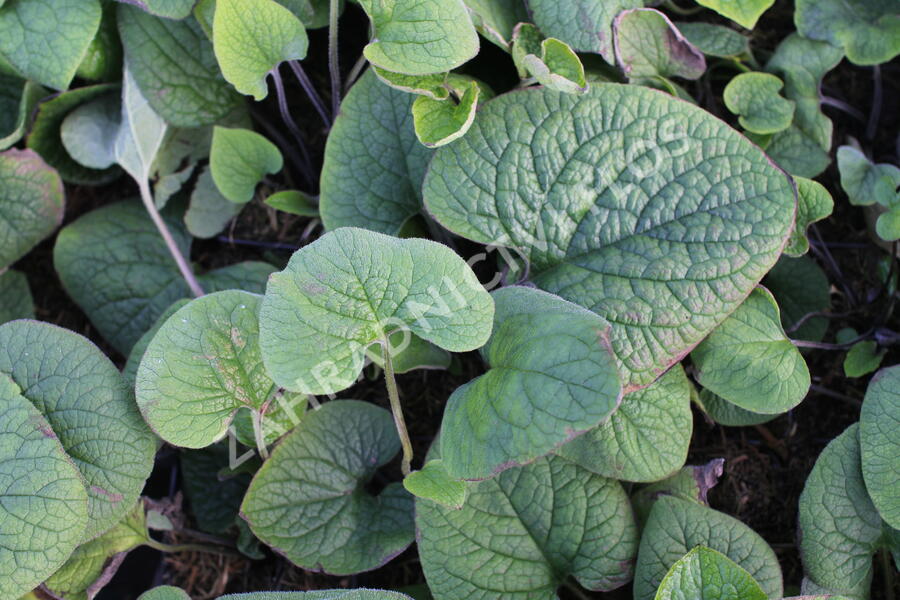 Pomněnkovec velkolistý - Brunnera macrophylla