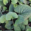 Pomněnkovec velkolistý - Brunnera macrophylla