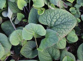Pomněnkovec velkolistý - Brunnera macrophylla