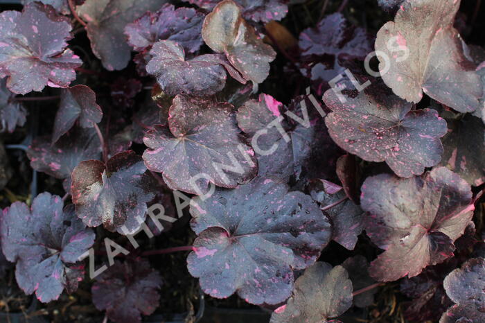 Dlužicha 'Midnight Rose' - Heuchera hybrida 'Midnight Rose'