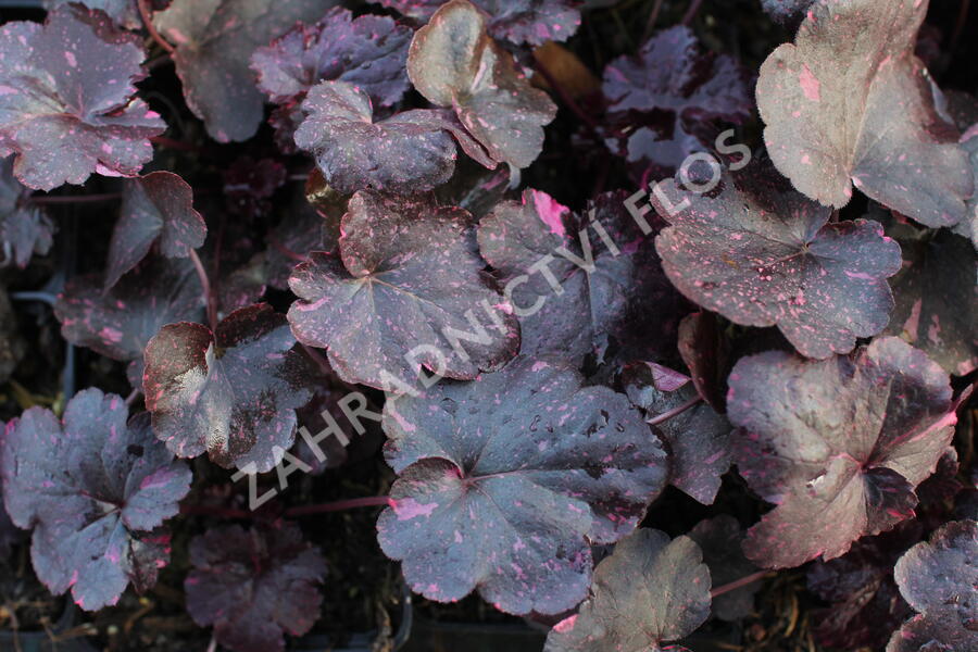 Dlužicha 'Midnight Rose' - Heuchera hybrida 'Midnight Rose'