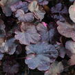 Dlužicha 'Midnight Rose' - Heuchera hybrida 'Midnight Rose'