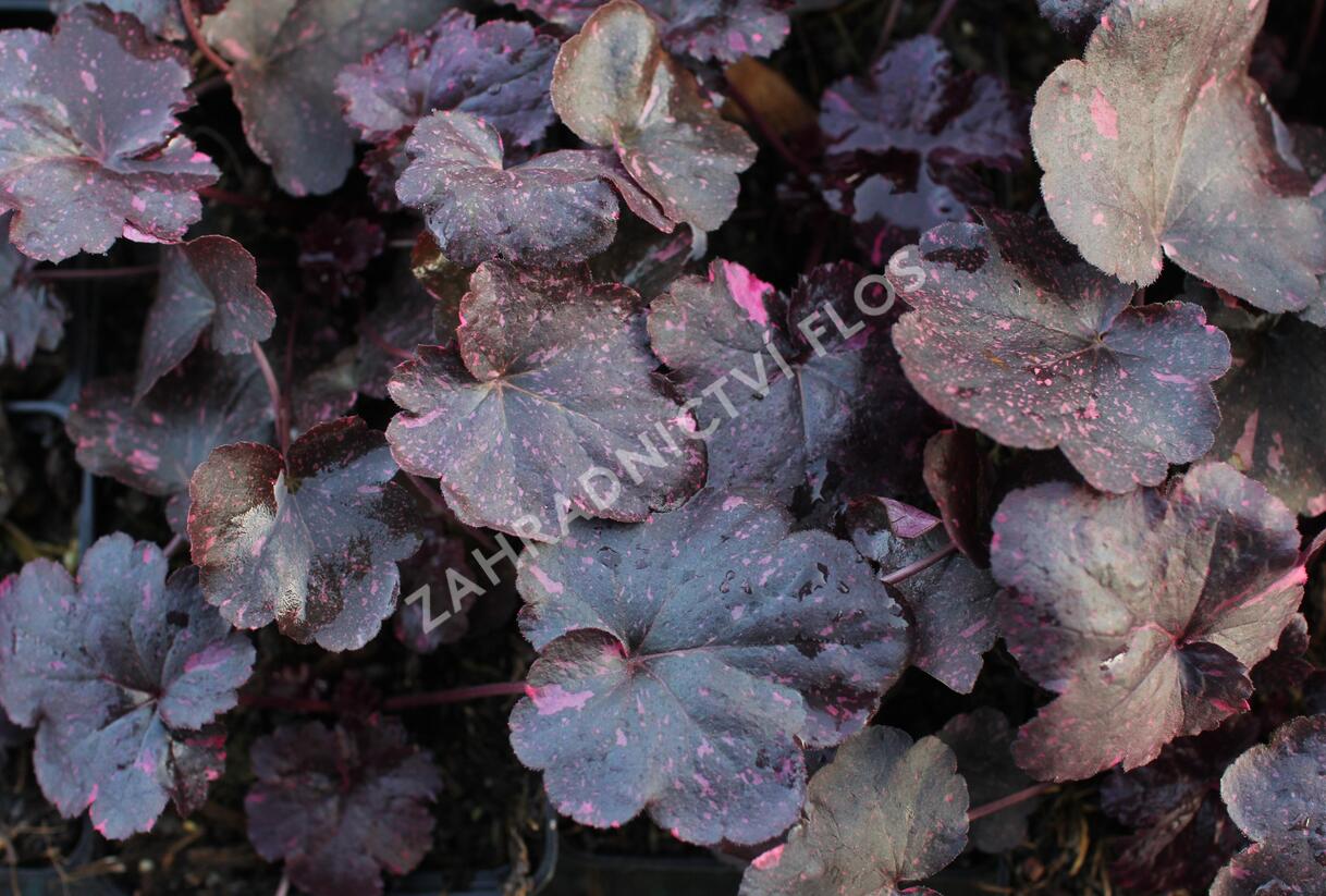 Dlužicha 'Midnight Rose' - Heuchera hybrida 'Midnight Rose'