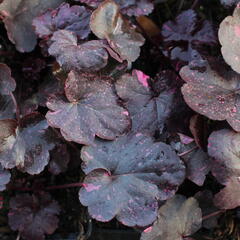 Dlužicha 'Midnight Rose' - Heuchera hybrida 'Midnight Rose'