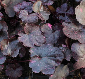 Dlužicha 'Midnight Rose' - Heuchera hybrida 'Midnight Rose'