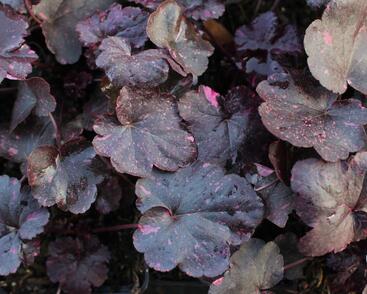 Dlužicha 'Midnight Rose'