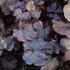 Heuchera hybrida 'Midnight Rose'_01.JPG