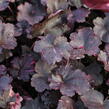 Dlužicha 'Midnight Rose' - Heuchera hybrida 'Midnight Rose'