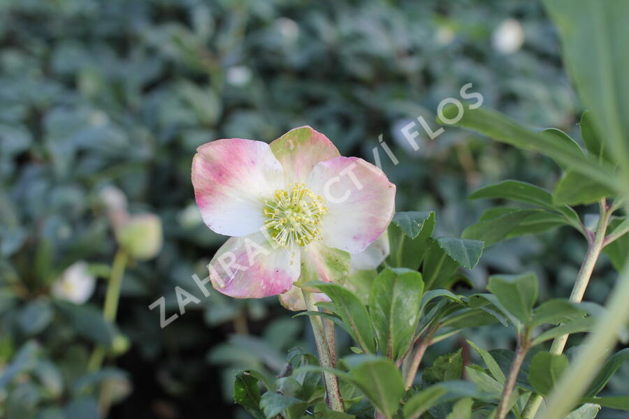 Čemeřice černá 'Mon Blanc' - Helleborus niger 'Mon Blanc'
