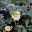 Čemeřice černá 'Mon Blanc' - Helleborus niger 'Mon Blanc'