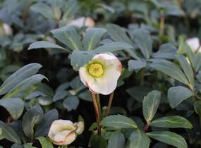 Čemeřice černá 'Mon Blanc' - Helleborus niger 'Mon Blanc'