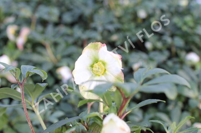 Čemeřice černá 'Mon Blanc' - Helleborus niger 'Mon Blanc'