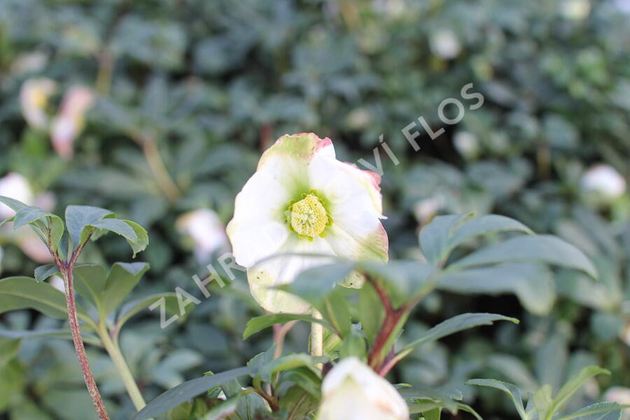 Čemeřice černá 'Mon Blanc' - Helleborus niger 'Mon Blanc'