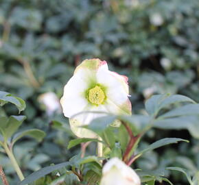 Čemeřice černá 'Mon Blanc' - Helleborus niger 'Mon Blanc'
