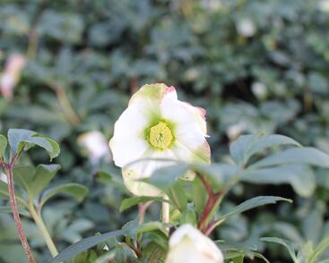 Čemeřice černá 'Mon Blanc'