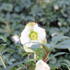 Helleborus niger 'Mon Blanc'.JPG