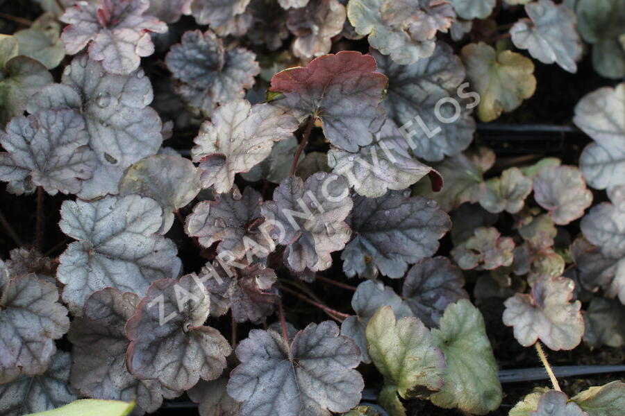 Dlužicha 'Cinnabar Silver' - Heuchera hybrida 'Cinnabar Silver'
