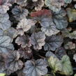 Dlužicha 'Cinnabar Silver' - Heuchera hybrida 'Cinnabar Silver'
