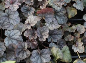 Dlužicha 'Cinnabar Silver' - Heuchera hybrida 'Cinnabar Silver'
