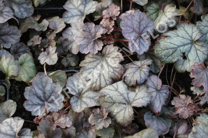Dlužicha 'Cinnabar Silver' - Heuchera hybrida 'Cinnabar Silver'