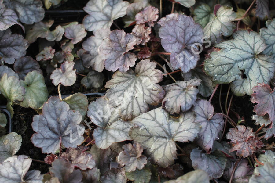 Dlužicha 'Cinnabar Silver' - Heuchera hybrida 'Cinnabar Silver'