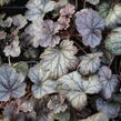 Dlužicha 'Cinnabar Silver' - Heuchera hybrida 'Cinnabar Silver'