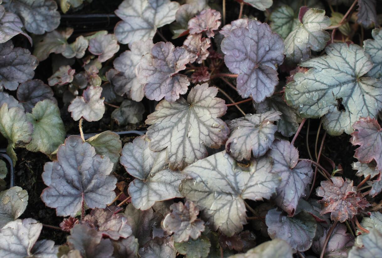 Dlužicha 'Cinnabar Silver' - Heuchera hybrida 'Cinnabar Silver'