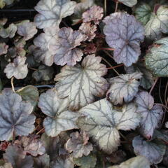 Dlužicha 'Cinnabar Silver' - Heuchera hybrida 'Cinnabar Silver'